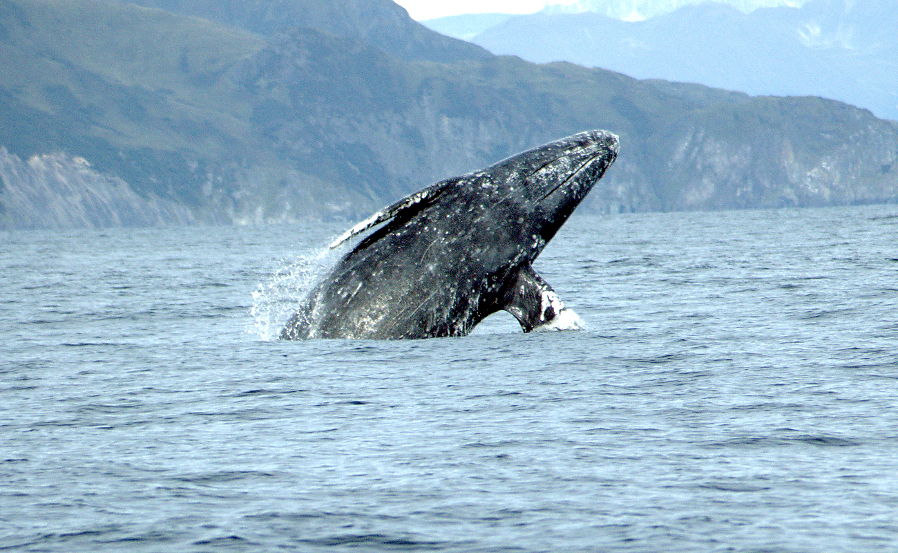 Gray whale