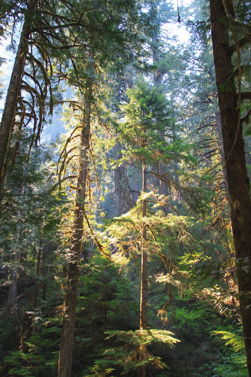 McKenzie River forest